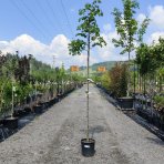 Lipa malolistá (Tilia cordata) - výška 300-320 cm, obvod kmeňa 6/8 cm, kont. C18L  